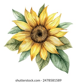 Aquarell-Vektorgrafik der gemeinsamen Sonnenblume, isoliert auf einem weißen Hintergrund, Gemeinsame Sonnenblumen-Vektorgrafik, Zeichnen Clipart, Illustration Vektorgrafik, Grafik-Gemälde, Design-Kunst, Logo