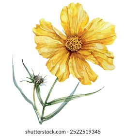 Watercolor vector of Coreopsis Grandiflora (Large-flowered tickseed), isolated on a white background, Coreopsis Grandiflora painting