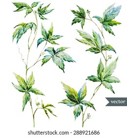 watercolor vector creepers, isolated object, botanical illustration