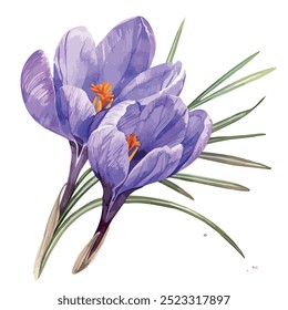 Vector de la acuarela de Crocus, aislado en un fondo blanco, pintura de Crocus