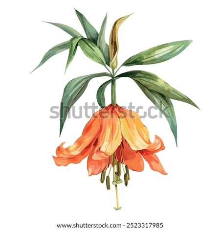 Watercolor vector of crown imperial, isolated on a white background, crown imperial painting