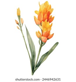 Watercolor vector of a curcuma longa flower, (turmeric vintage botanical herbs), isolated on a white background, Graphic art, Illustration clipart, Painting design.