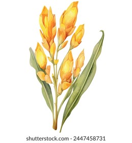 Watercolor vector of a curcuma longa flower, (turmeric vintage botanical herbs), isolated on a white background, Graphic art, Illustration clipart, Painting design