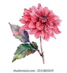 Aquarell-Vektor der Dahlia-Blume, einzeln auf weißem Hintergrund, Dahlia-Vektor