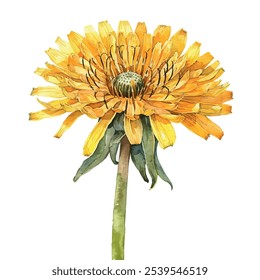 Watercolor vector of dandelion flower, isolated on a white background, dandelion painting