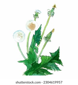 Watercolor vector - dandelions: buds, leaves.  Wallpaper. Use printed materials, signs, posters, 
