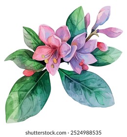 Watercolor vector of Daphne plant, isolated on a white background, Daphne painting