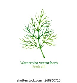 Watercolor vector dill