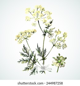 Watercolor vector Dill. Botanical Illustration. Watercolor. Vector illustration. Illustration for greeting cards, invitations, and other printing projects.