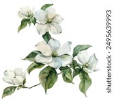 Watercolor vector of Dogwood flower, isolated on a white background, Dogwood clipart