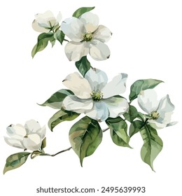 Vector de la acuarela de la flor de Dogwood, aislado en un fondo blanco, Clipart de Dogwood