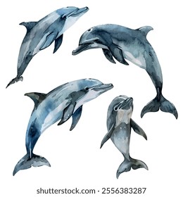 Watercolor vector of Dolphin collection, isolated on a white background, Dolphin painting