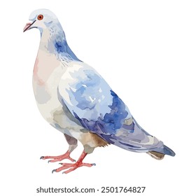 Watercolor vector of dove, isolated on a white background, dove painting