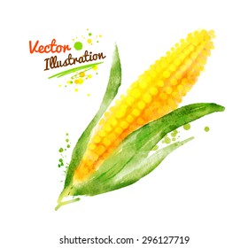 Watercolor vector drawing of corn with paint splashes.