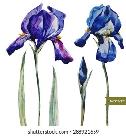 Aquarell, Vektorgrafik, Blütenblüten, blauer Iris, Einzelobjekt, botanische Blumenkarte