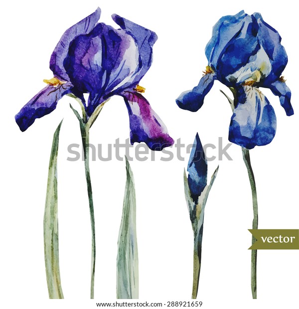 水彩ベクター画像花を描く青いアヤメ 分離型オブジェクト 植物性花柄イラストカード のベクター画像素材 ロイヤリティフリー