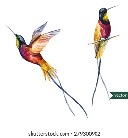 watercolor vector drawing  hummingbird,  long tail