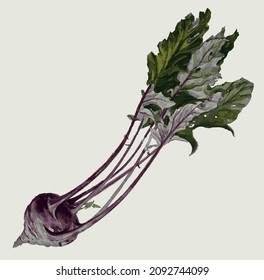 Dibujo vectorial de acuarela madura con hojas