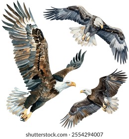 Watercolor vector of Eagle collection, isolated on a white background, Eagle painting