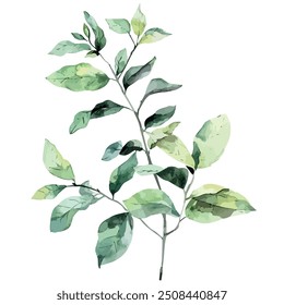 Watercolor vector of Eleuthero plant (Siberian Ginseng), isolated on a white background, Eleuthero painting