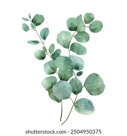 Watercolor vector of Eucalyptus plant, isolated on a white background, Eucalyptus painting