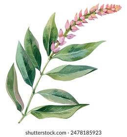 Watercolor vector of Eurycoma longifolia (Longjack Plant), isolated on a white background, Eurycoma longifolia vector, drawing clipart, Illustration Vector, Graphic Painting, design art, logo