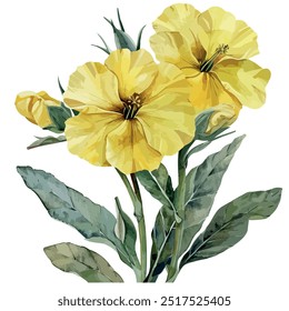 Watercolor vector of Evening primrose flower, isolated on a white background, Evening primrose painting