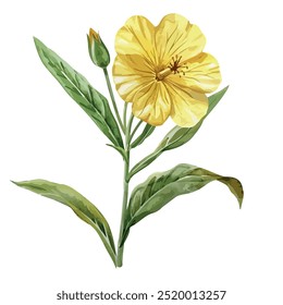 Watercolor vector of Evening primrose flower, isolated on a white background, Evening primrose painting