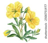 Watercolor vector of Evening primrose, isolated on a white background, Evening primrose painting