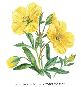 Watercolor vector of Evening primrose, isolated on a white background, Evening primrose painting