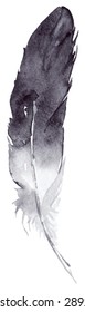 Watercolor vector feather isolated 