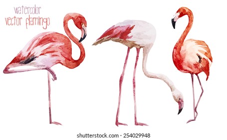 watercolor, vector, flamingos