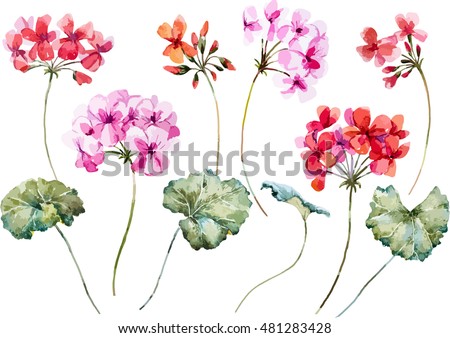 watercolor vector  flower geranium, pink and red flower, object isolated, spring