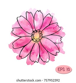 watercolor vector flower illustration, pink flower like daisy or chrysanthemum with plack contour
