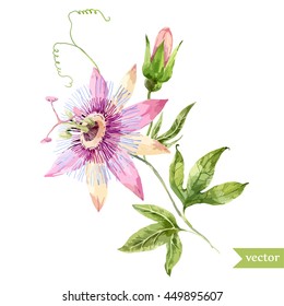 Watercolor vector  Flower passionflower set, pink tropical flower, isolated object,