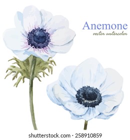 watercolor, vector, flowers, white, anemone