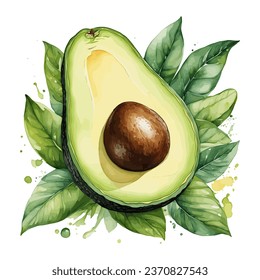 Watercolor vector fresh half cut avocado with leaf isolated on white background