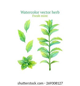 Watercolor vector fresh mint