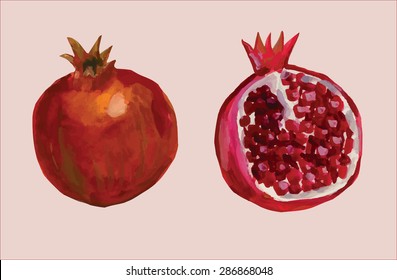 watercolor vector fruit pomegranate