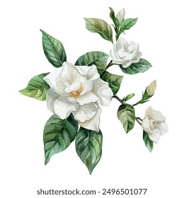 Vector de la acuarela de la flor de Gardenia, aislado en un fondo blanco, pintura de Gardenia