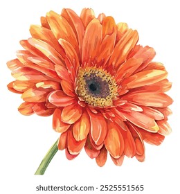 Vector de la acuarela de la margarita de Gerbera, aislado en un fondo blanco, pintura de la margarita de Gerbera