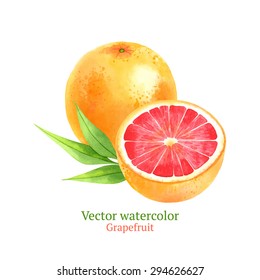 Watercolor vector grapefruit