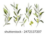 Watercolor vector  green olive branch with leaves and fruits.