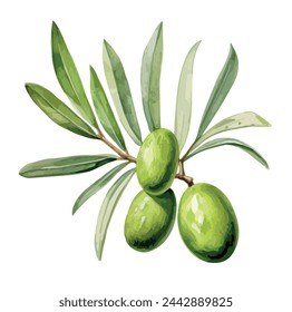 Vector de acuarela de una rama de olivo verde con hojas, aislado sobre un fondo blanco, Dibujo clipart, Ilustración gráfica, Pintura arte, diseño