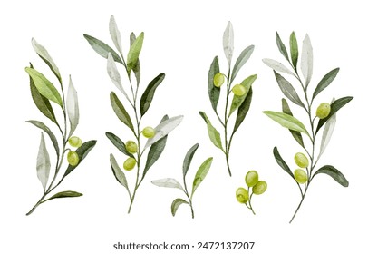 Watercolor vector  green olive branch with leaves and fruits.