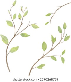 Watercolor vector green spring branches, set, clip art, bundle, collection,  Easter, for Printable Cards invitations greeting cards vector