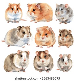 Watercolor vector of Hamster collection, isolated on a white background, Hamster painting