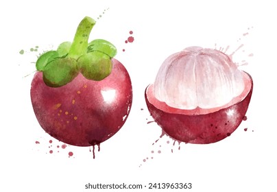 Vector de acuarela ilustración a mano del fruto de Mangosteen entero y rodajas. Con salpicaduras de pintura.