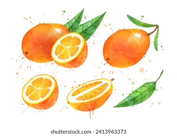 Watercolor vector hand drawn illustration of Kumquat fruit whole and slices. With paint splashes.