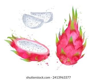 Watercolor vector hand drawn illustration of whole and half of Dragon fruit. With paint splashes.